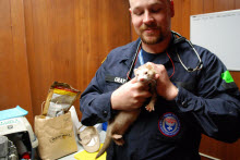 NVRT responder treats a ferret at a New York animal shelter.