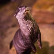 Asian-small clawed otter at the Georgia Aquarium