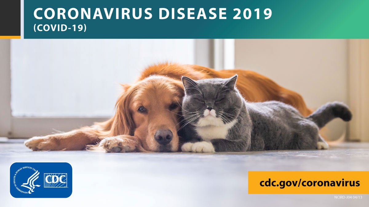 Coronavirus disease 2019 covid-19 cat and dog on floor together.