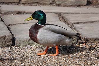A cute shot from the side of a male mallard duck walking on the ground