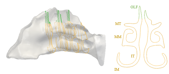 Mucus layer is divided into several slices. Left - Each slice is subdivided into a number of segments: inferior meatus (IM), inferior turbinate (IT), middle meatus (MM), middle turbinate (MT) & olfactory region (OLF).