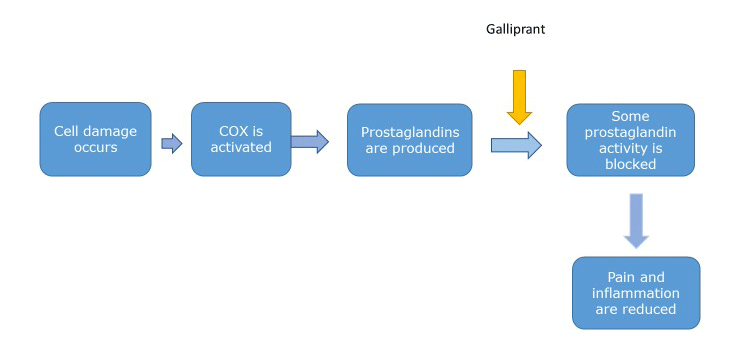 Schematic showing that Galliprant works lower down the inflammatory pathway by blocking some activity of certain prostaglandins. Pain and inflammation are reduced. 