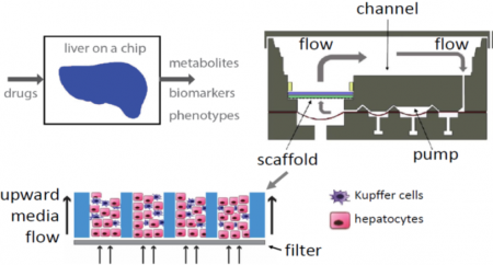 Liver microphysiological systems combine different hepatic cell types in three dimensions and under flow conditions for improved modeling of drug effects in the liver.