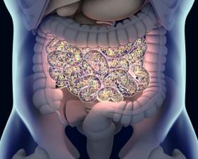 Gut Bacteria Microbiome