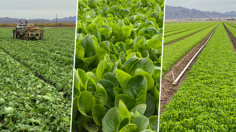 collage of three photos showing various types of leafy greens growing in fields, including a tractor, soil, and an irrigation pipe with a sprinkler