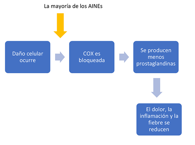 Esquema que muestra que la mayoría de los AINE funcionan bloqueando la COX, por lo que las células producen menos prostaglandinas. El dolor, la inflamación y la fiebre se reducen.