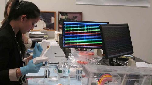 FDA scientist Anjuli Jain conducts an experiment validating nonclinical biomarker models for traumatic brain injury in Dr. Welle’s lab. This research will potentially help establish a regulatory pathway for the use of emerging flexible EEG technologies to rapidly detect brain injury during emergency response situations, such as explosions. 