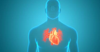 3D illustration concept of human circulatory system heart anatomy.