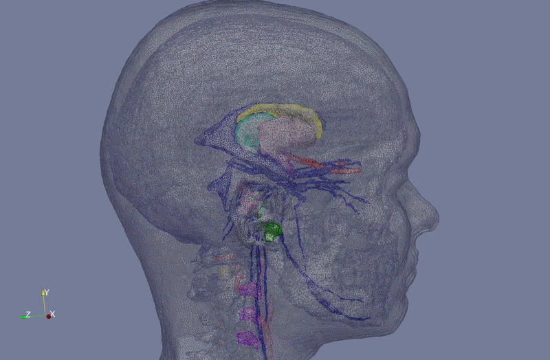 Adaptive conformal meshes of the MIDA head and neck model. The model rotates and shows progressively representative anatomical structures including the skin, muscles, skull, vertebrae, vessels, ventricles, and deep brain structures.