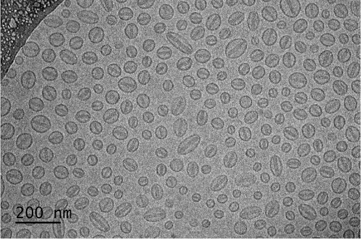 Figure 3 Cryo-TEM of Doxil (liposomal doxorubicin) showing their “coffee bean” like shape (courtesy of Dr. Yong Wu and Dr. Jiwen Zheng).