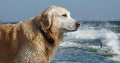 dog on the beach