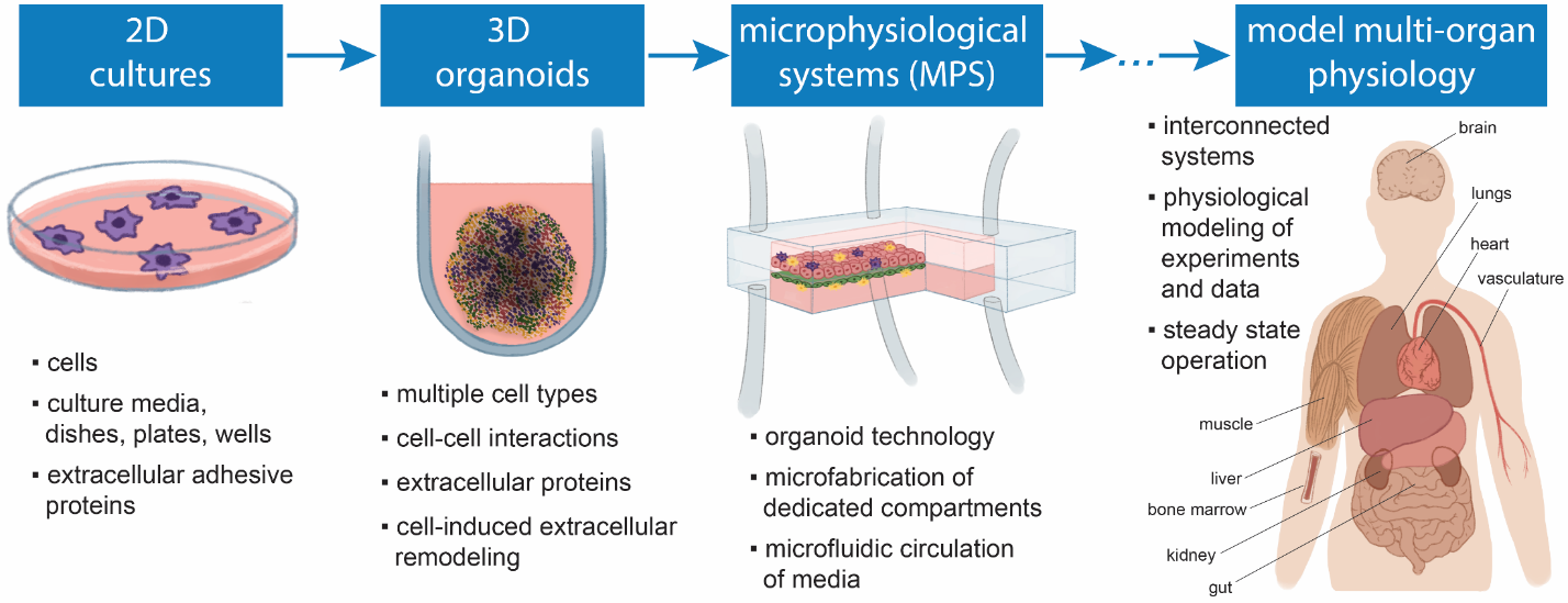 Figure 1. Culturing cells in 3D as advanced platforms to model physiological properties in vitro