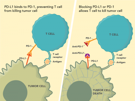 Figure 1: This figure shows the mechanism of action for immune checkpoint inhibitors that target PD-1 or PD-L1. PD-L1 binds to PD-1, preventing the T cell from killing the tumor cell. Blocking PD-L1 or PD-1 allows the T cell to kill the tumor cell.