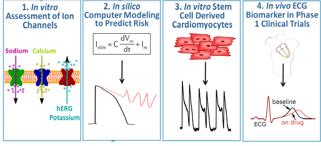 Depiction of the four stages of CiPA: In vitro assessment of ion channels, in silico computer modeling to predict risk, in vitro stem cell derived cardiomyocytes, and in vivo ECG biomarker in Phase 1 clinical trials