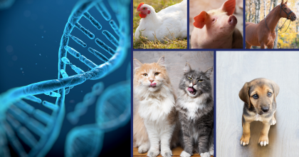 Image that depicts a DNA strand on the far left, and a variety of animals on the right side of the image.