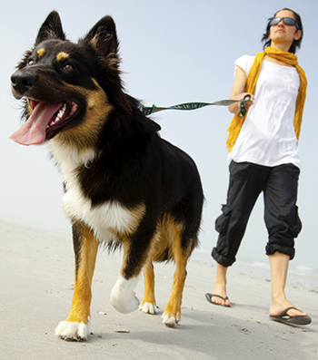 Walking dog on beach (350x397)
