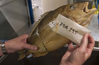 Jonathan Deeds Fish DNA Barcoding (350x230)