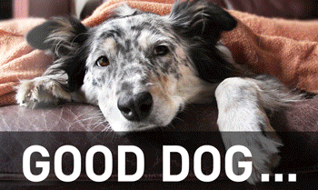 Good Dog, Bad Food Animated GIF (350x209)