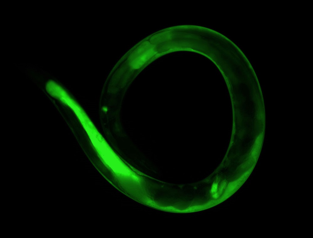 C elegans worm with eggs inside body glowing green during toxicology testing