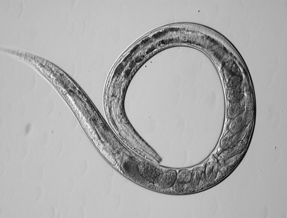 C. elegans worm with eggs inside body