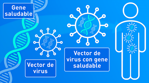 Illustration of healthy gene (left side). Illustration of virus vector and virus vector with healthy gene (center). Illustration of person with healthy genes.