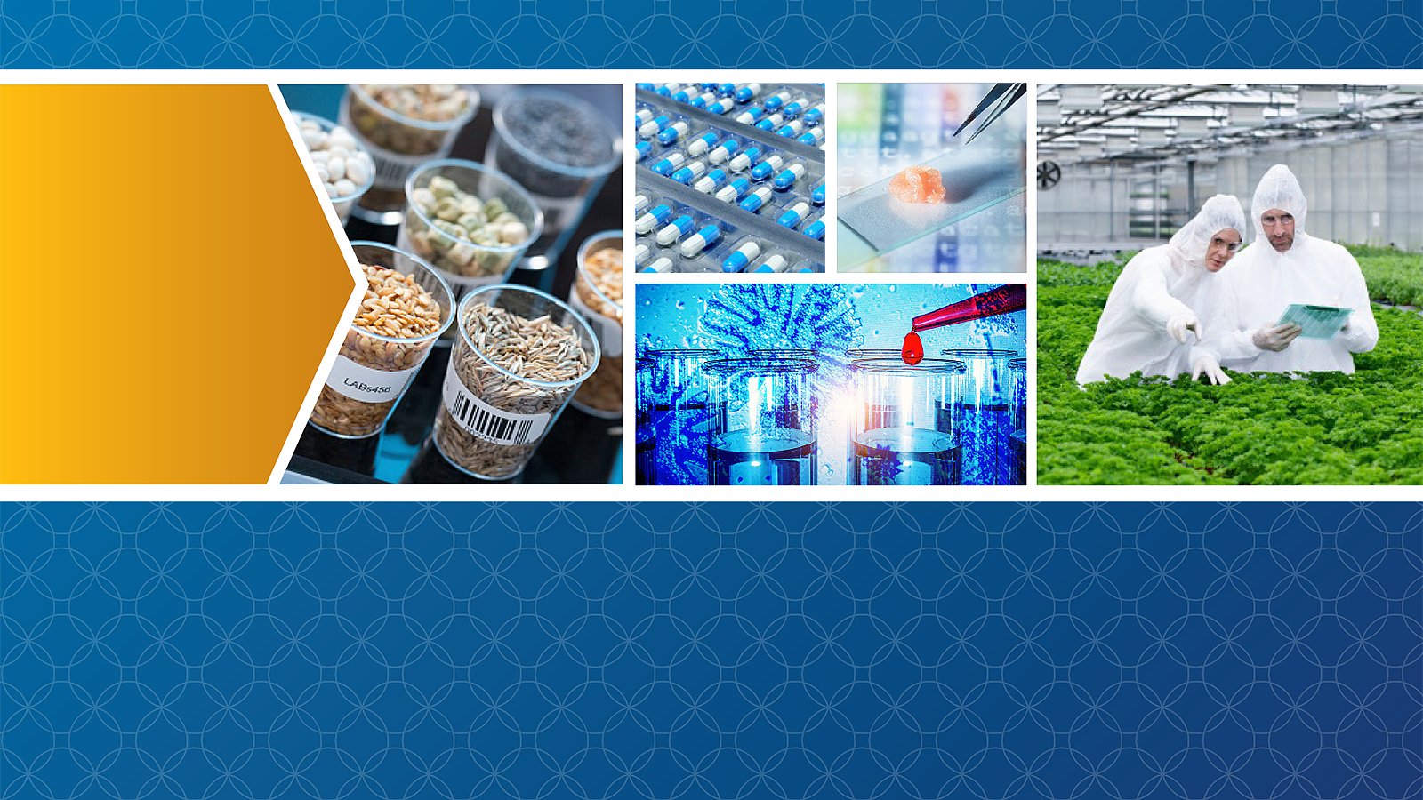 A collage of photos showing samples of seeds and cereals in a food safety laboratory, capsule packaging on a production line, synthetic meat on a glass slide, blood cells research, and scientists in a greenhouse examining a parsley plant.