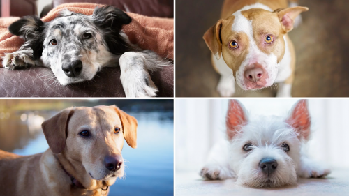 photo collage of four individual dogs