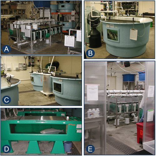 Representative holding systems at the CVM/OR Aquaculture Facility. A. flow through tanks, B. recirculating tank, C. dual recirculating tanks, D. Living Stream system, E. flow through tanks - isolation