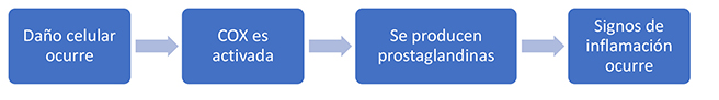 Esquema de la vía inflamatoria. Ocurre el daño celular, lo que hace que se active la COX. La COX estimula a las células para que produzcan prostaglandinas; luego se producen signos de inflamación.