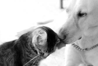 cat and dog