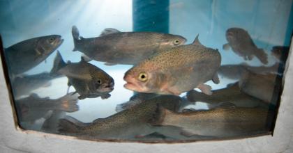 fish in a large tank