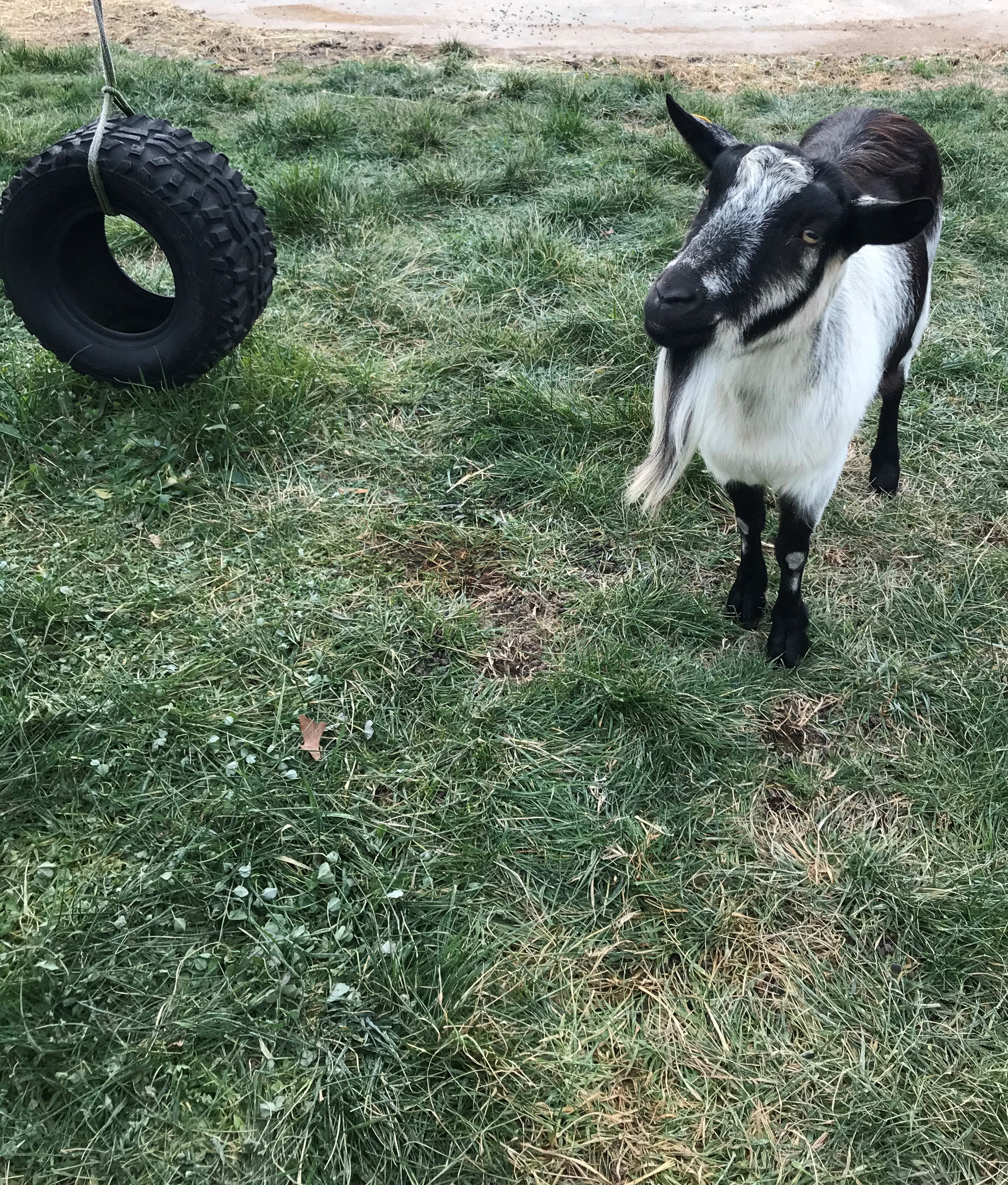 A goat in a field with a tire swing.