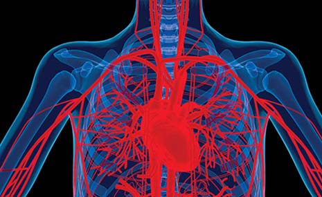 Drawing of Heart and Blood Vessels