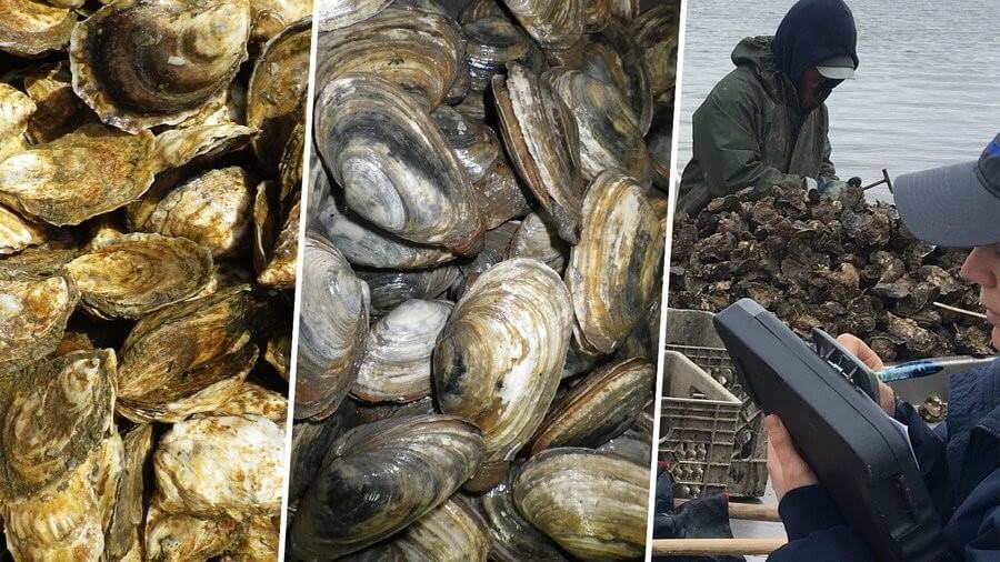 montage of shellfish photos