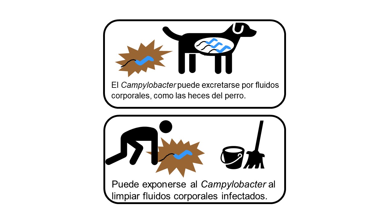 El primer cuadro tiene una caricatura de un perro con Camplyobacter en su estómago. Hay una imagen de dibujos animados de heces detrás del perro y Camplyobacter en las heces. El Camplyobacter puede ser eliminado en los fluidos corporales, como las heces del perro. El segundo cuadro tiene una imagen de dibujos animados de una persona agachada sobre las heces del perro. El Camplyobacter se muestra en las heces. Hay una mopa y un balde cerca para que la persona limpie el desorden. Puede exponerse al Camplyobac