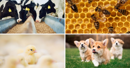 cows, honeybees, chicks, puppies