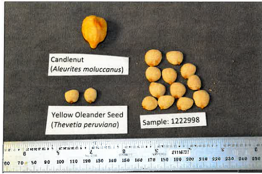 Comparación de semillas de la Marca Todoorganic