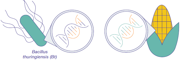 Types of Genetic Modification Methods for Crops - Genetic Engineering