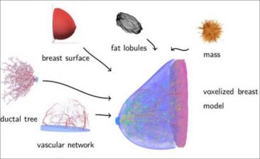 Anatomical Breast Components Model