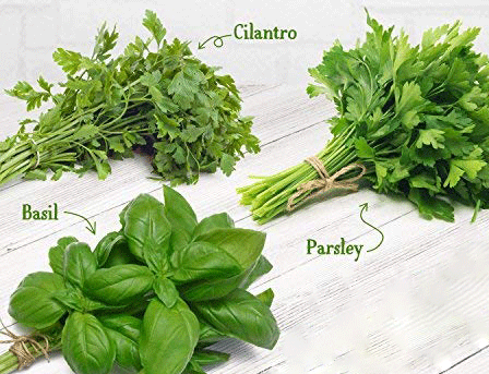 Cilantro, Basil & Parsley