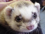 ferret