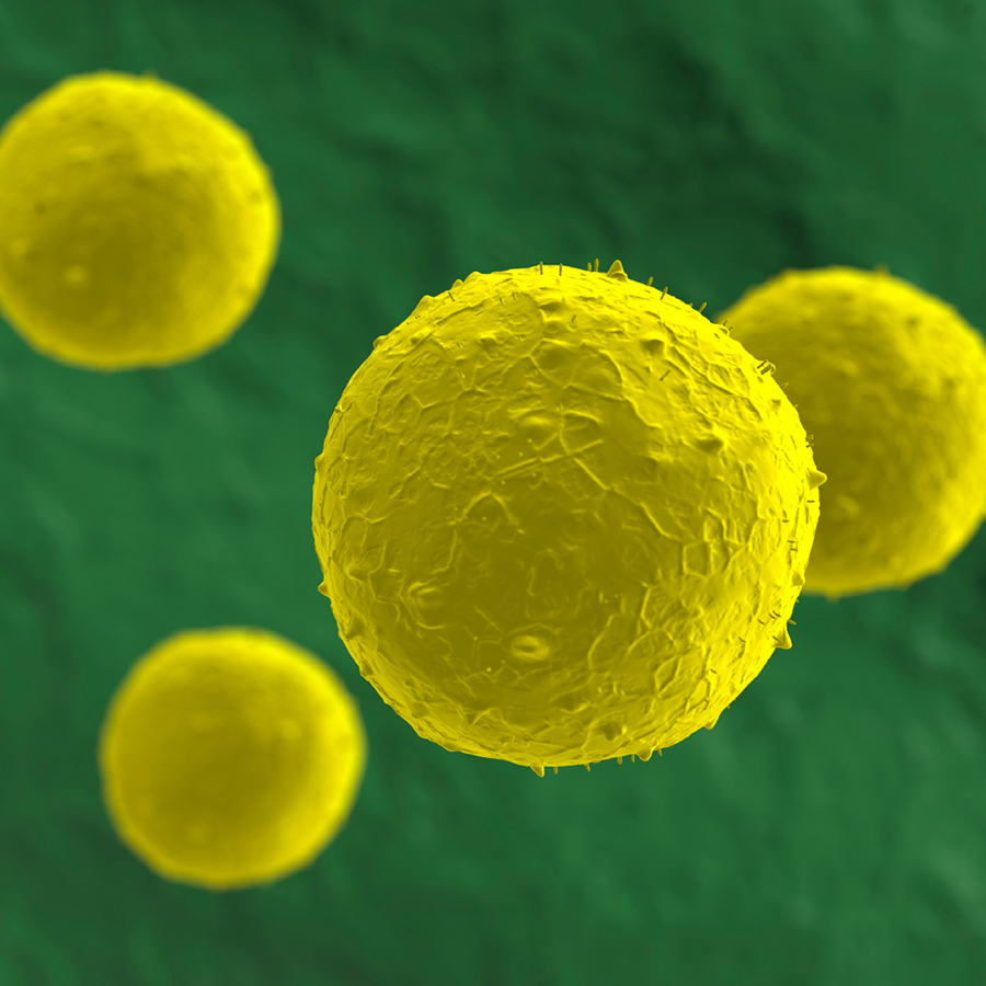 Photo taken through microscope (electron micrograph) of four round stem cells with slightly bumpy surfaces, colored yellow against a green background to enhance visual clarity.