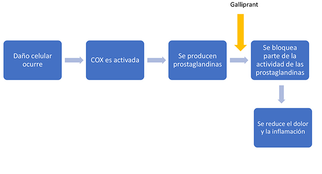 Esquema que muestra que Galliprant funciona más abajo en la vía inflamatoria bloqueando parte de la actividad de ciertas prostaglandinas. El dolor y la inflamación se reducen.