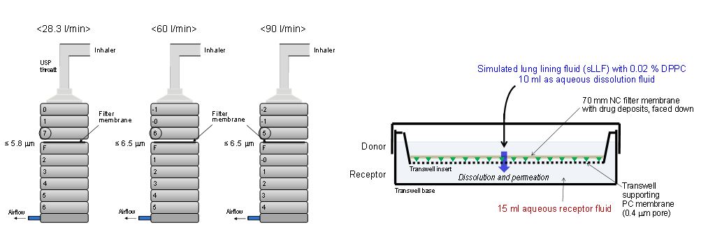 dissolution model 2