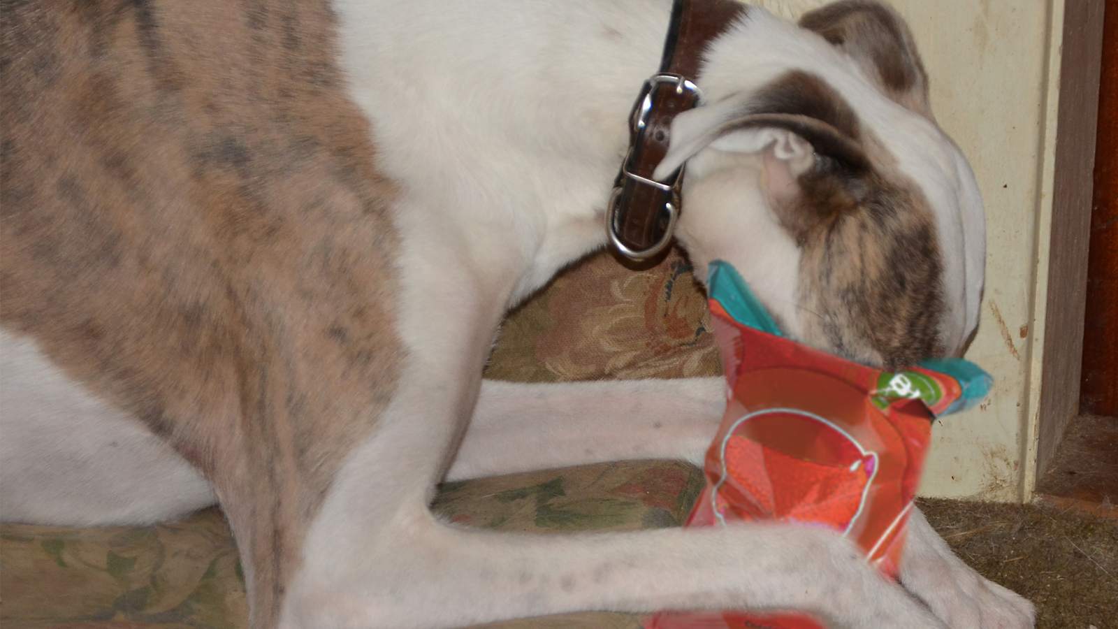 Un galgo con el hocico dentro de una bolsa de papas fritas.  Las bolsas de comida pueden asfixiar a su mascota. Mantenga las bolsas de comida fuera del alcance de sus mascotas.