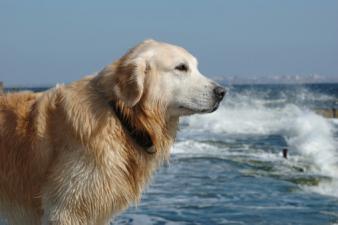 dog on the beach