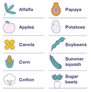 GMO Crops Currently Available in the US: Alfalfa, Apples, Canola, Corn, Cotton, Papaya, Potatoes, Soybeans, Summer Squash, and Sugar Beets
