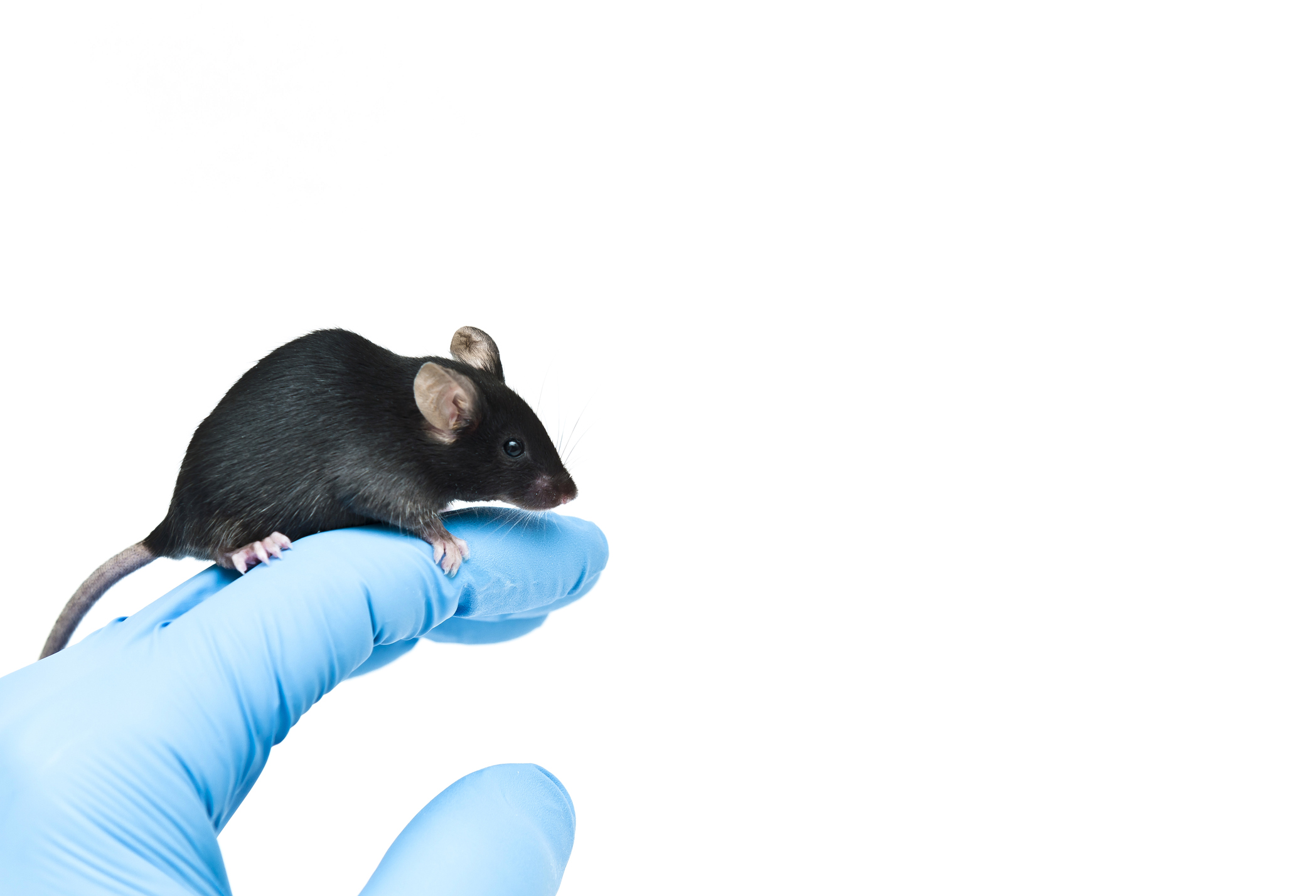 Black mouse on gloved hand