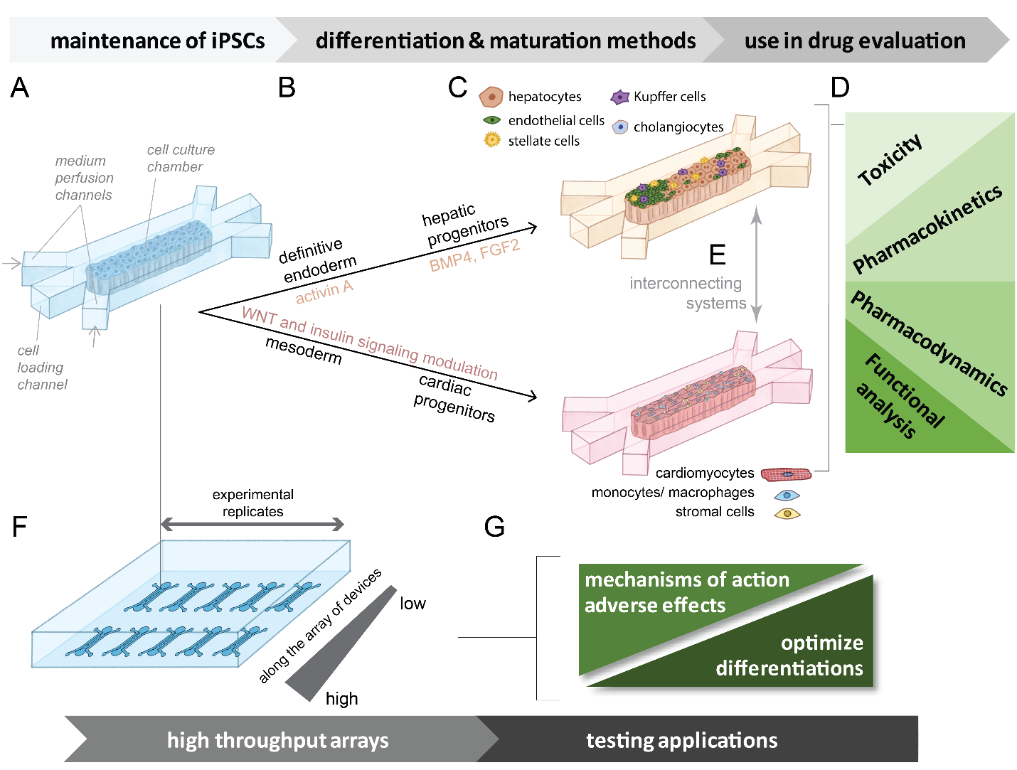 Figure 2. Possible device array systems for the differentiation of iPSCs to hepatic or cardiac lineages that can be interconnected and used to analyze effects. 