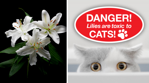 Collage combining the words "DANGER! Lilies are toxic to cats!" with photos of lilies and a cat
